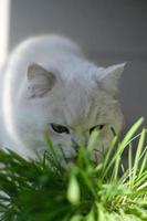 un blanco gatito comiendo gato césped foto