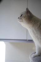 Portrait of white silver point cat looking up photo