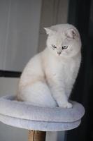 Portrait of white silver point cat looking up photo