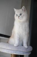 Portrait of white silver point cat looking up photo