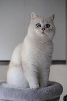 Portrait of white silver point cat looking up photo
