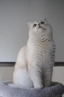 Portrait of white silver point cat looking up photo
