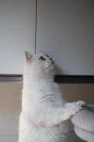 Portrait of white silver point cat looking up photo