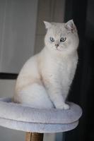 Portrait of white silver point cat looking up photo