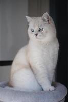 Portrait of white silver point cat looking up photo