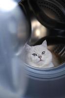 Portrait of white silver point cat looking up photo
