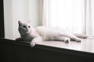 Portrait of white silver point cat lying photo