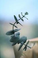 Macro photo of a butterfly-mounted leaf plant