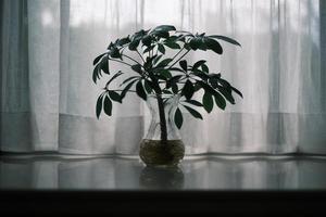 Dwarf umbrella tree on windowsill photo