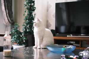 A white cat squatting on the table photo