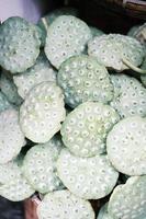 Freshly picked green lotus canopy photo