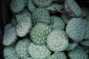 Freshly picked green lotus canopy photo