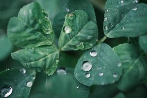 A four-leaf clover covered with dew photo