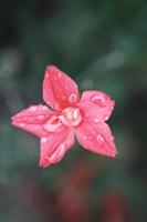 rojo ciprés vino flor en el jardín foto