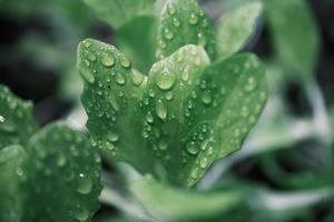 transparent drop of water on a green leaf macro photo