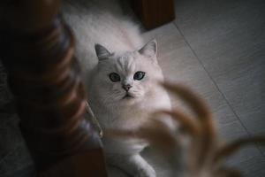 Portrait of white silver point cat lying on floor photo