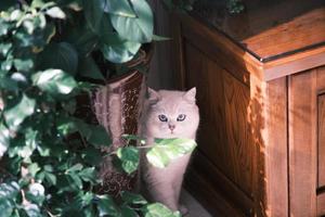 White kitten between greenery and mahogany furniture photo