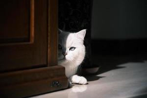 Portrait of white silver point cat lying on floor photo