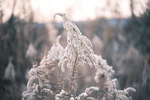 A withered Canadian goldenrod swaying in the wind photo