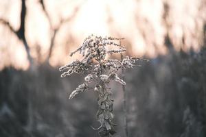 A withered Canadian goldenrod swaying in the wind photo