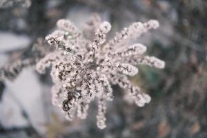 A withered Canadian goldenrod swaying in the wind photo