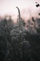 A withered Canadian goldenrod swaying in the wind photo