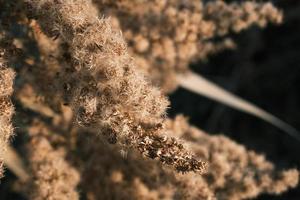 A withered Canadian goldenrod swaying in the wind photo