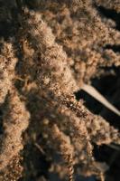 A withered Canadian goldenrod swaying in the wind photo