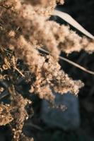 A withered Canadian goldenrod swaying in the wind photo