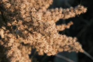 A withered Canadian goldenrod swaying in the wind photo