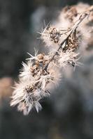 A withered Canadian goldenrod swaying in the wind photo