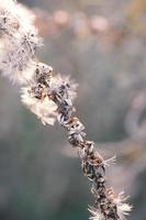 A withered Canadian goldenrod swaying in the wind photo