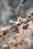 A withered Canadian goldenrod swaying in the wind photo