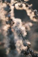 A withered Canadian goldenrod swaying in the wind photo