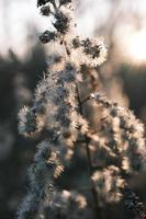 A withered Canadian goldenrod swaying in the wind photo