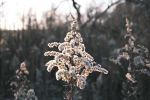 A withered Canadian goldenrod swaying in the wind photo