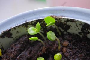 Mimosa shoots growing in the sun photo