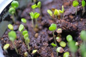 Mimosa shoots growing in the sun photo