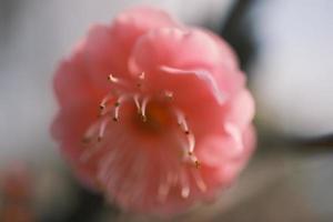 Red plum blossoms in bloom photo