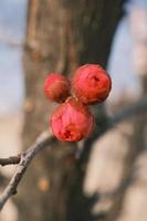 Plum buds on the branches in winter photo