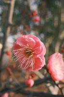 Red plum blossoms in bloom photo