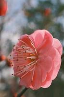 Red plum blossoms in bloom photo