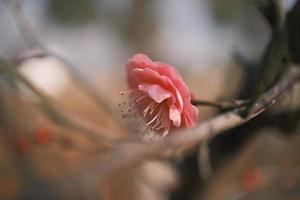 Red plum blossoms in bloom photo