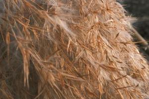 Wilting golden reed grass in the setting sun photo