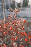 Red dwarf shrub fruit at sunset photo