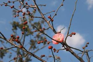 Red plum blossoms in bloom photo