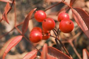 Red dwarf shrub fruit at sunset photo