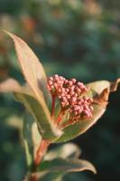 Low shrub fruit in the sun photo