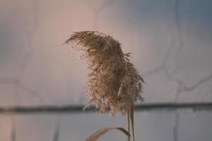 Golden reed grass and sky blue background photo