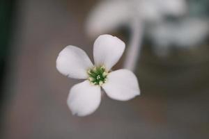 White Begonia in the garden photo